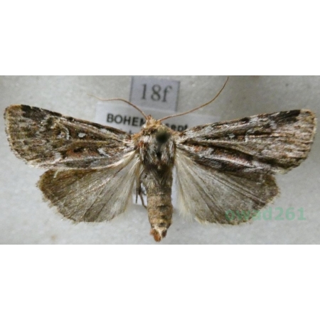 Lycophotia porphyrea (Denis & Schiffermüller, 1775) Rolnica porfirówka Czech18f